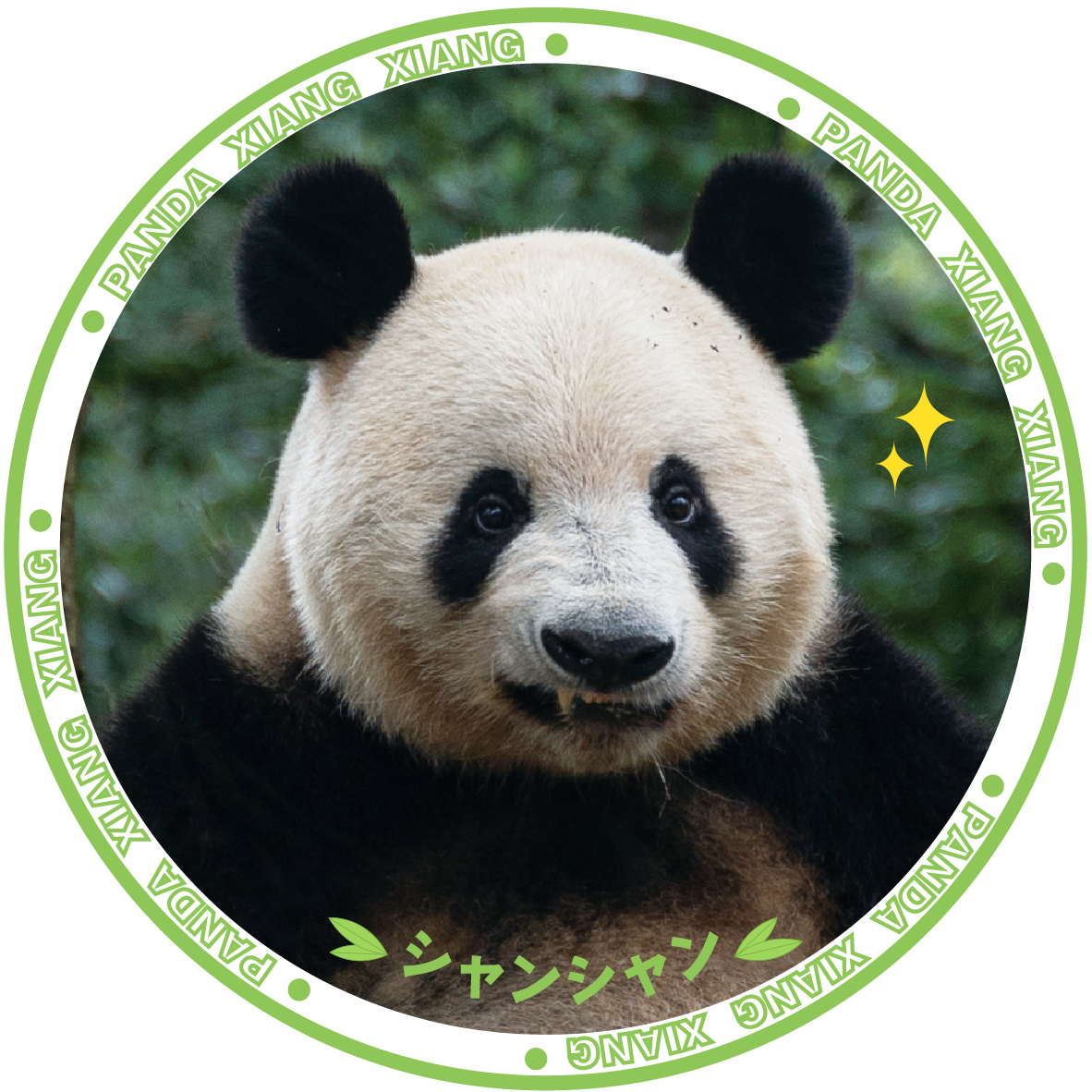 シャンシャン セラミックコースター