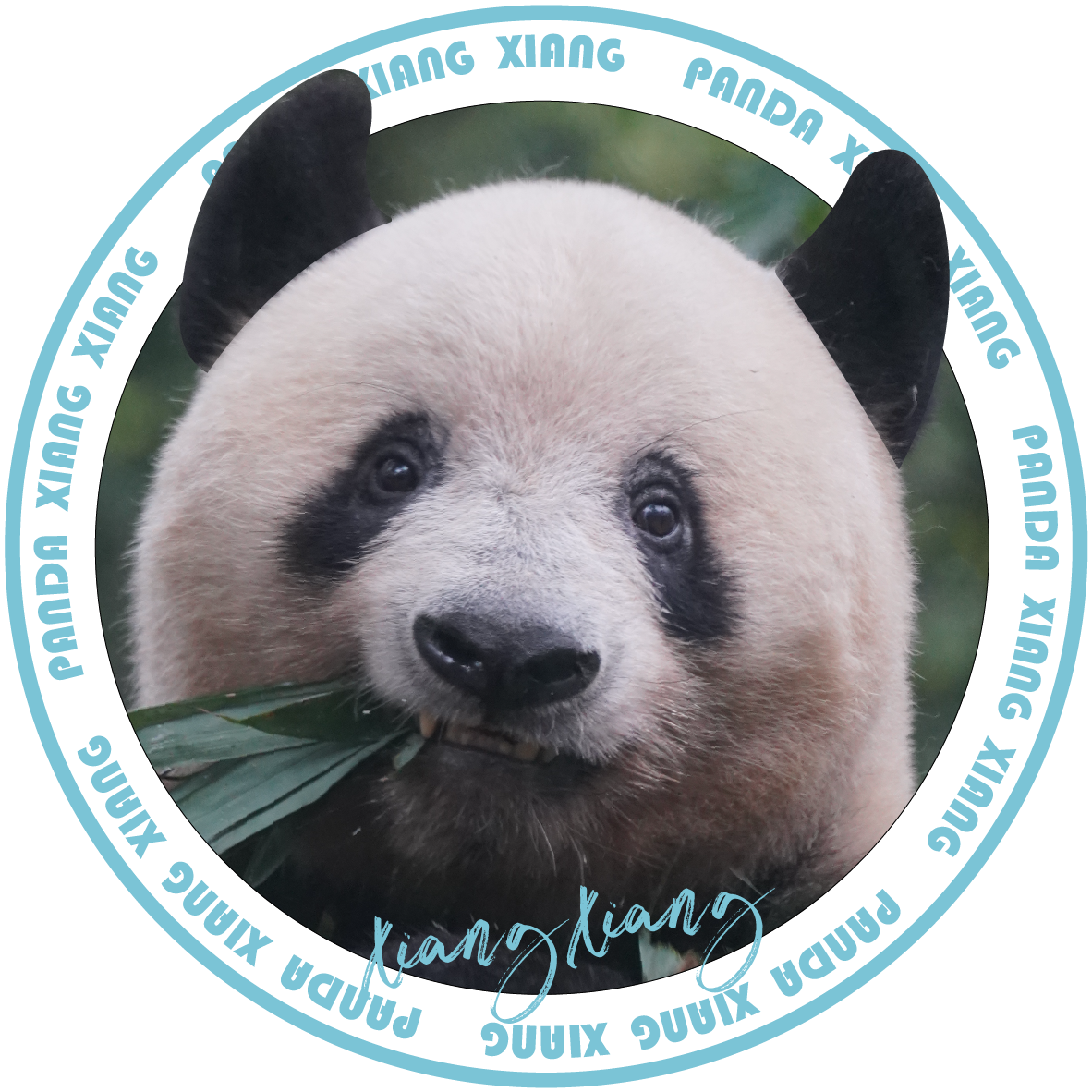 シャンシャン セラミックコースター