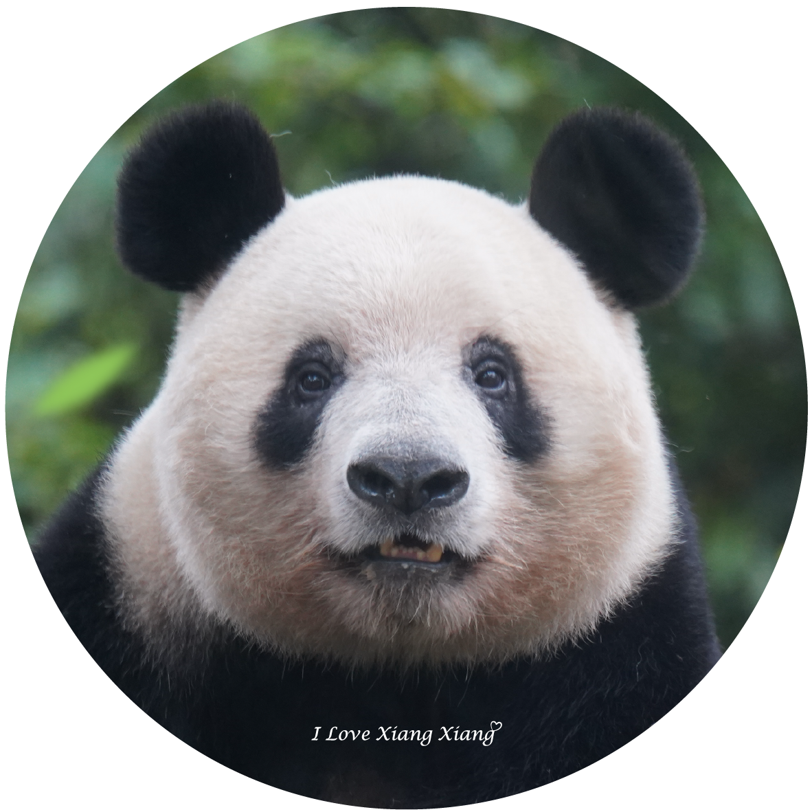 シャンシャン セラミックコースター