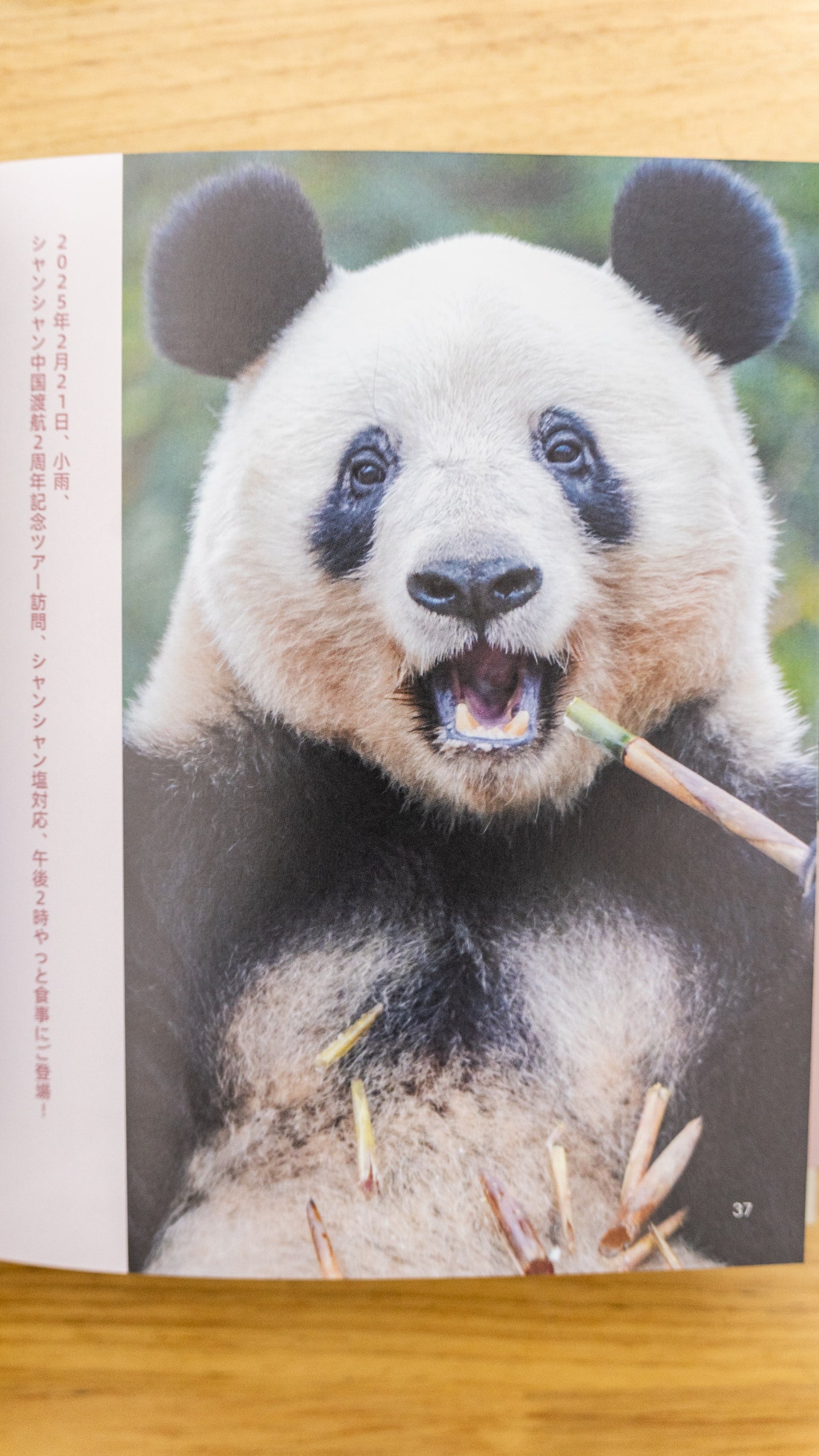 『シャンシャン日和』春号発刊!