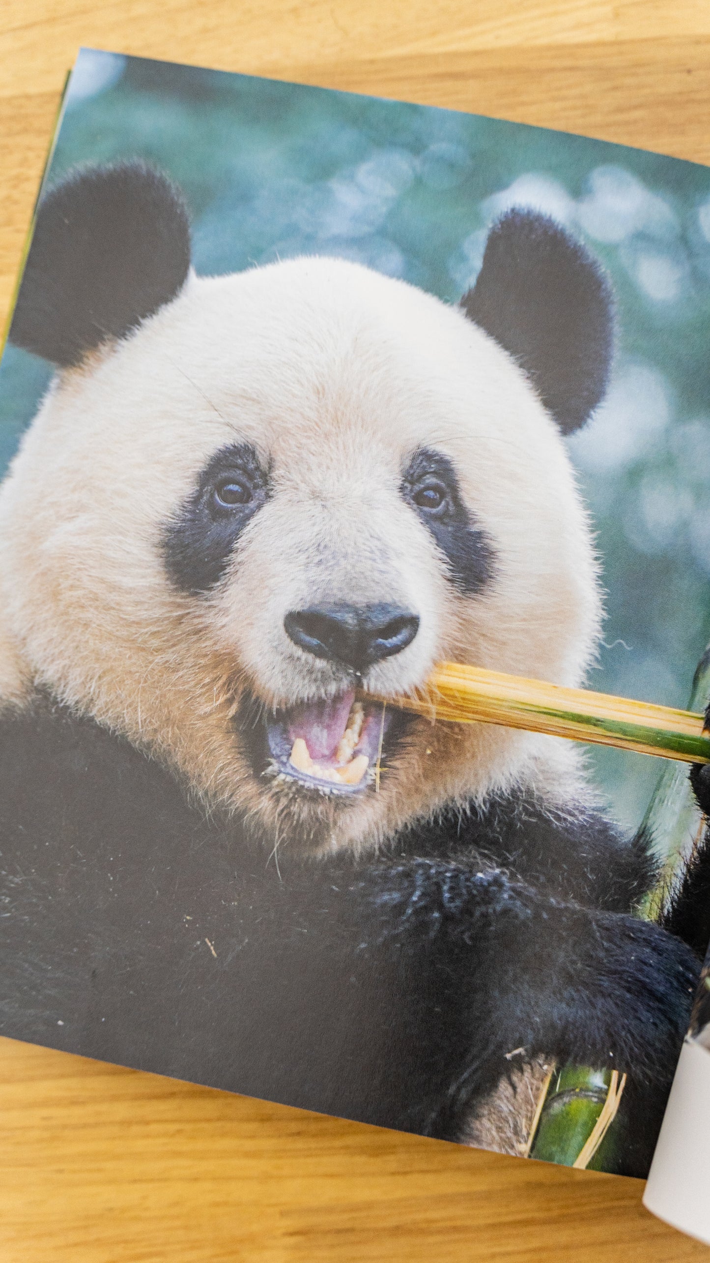 『シャンシャン日和』春号発刊!