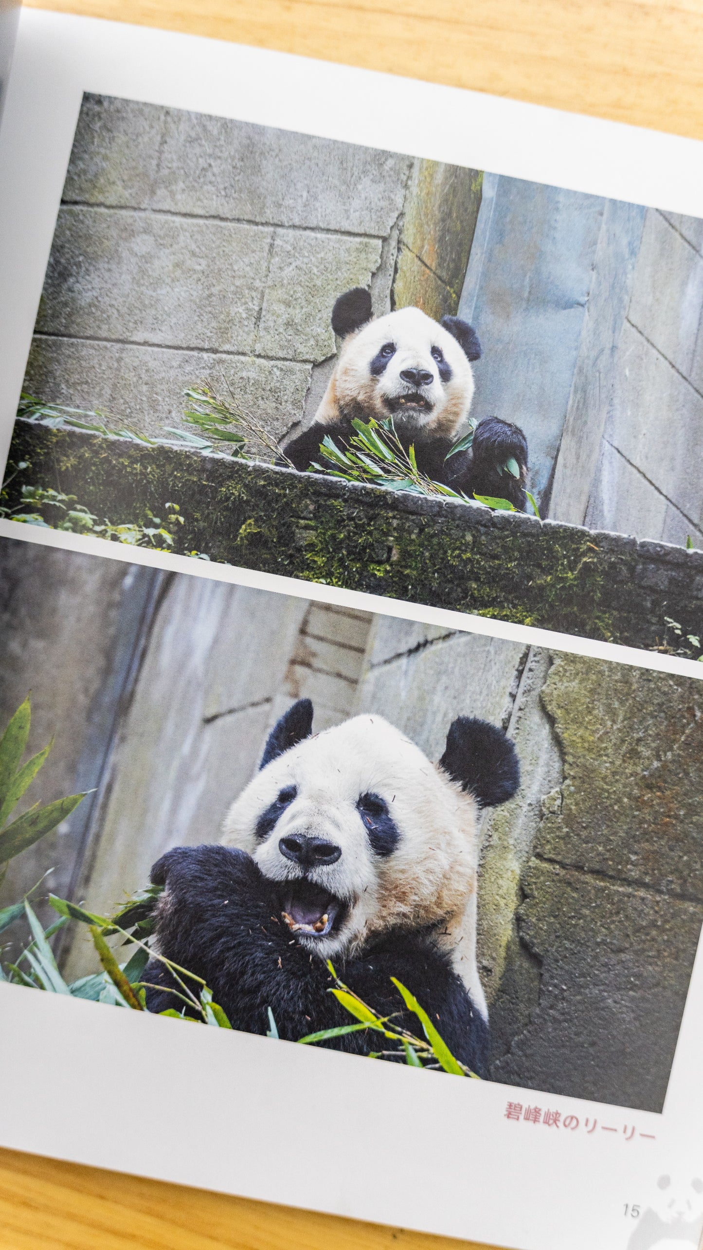 『シャンシャン日和』春号発刊！