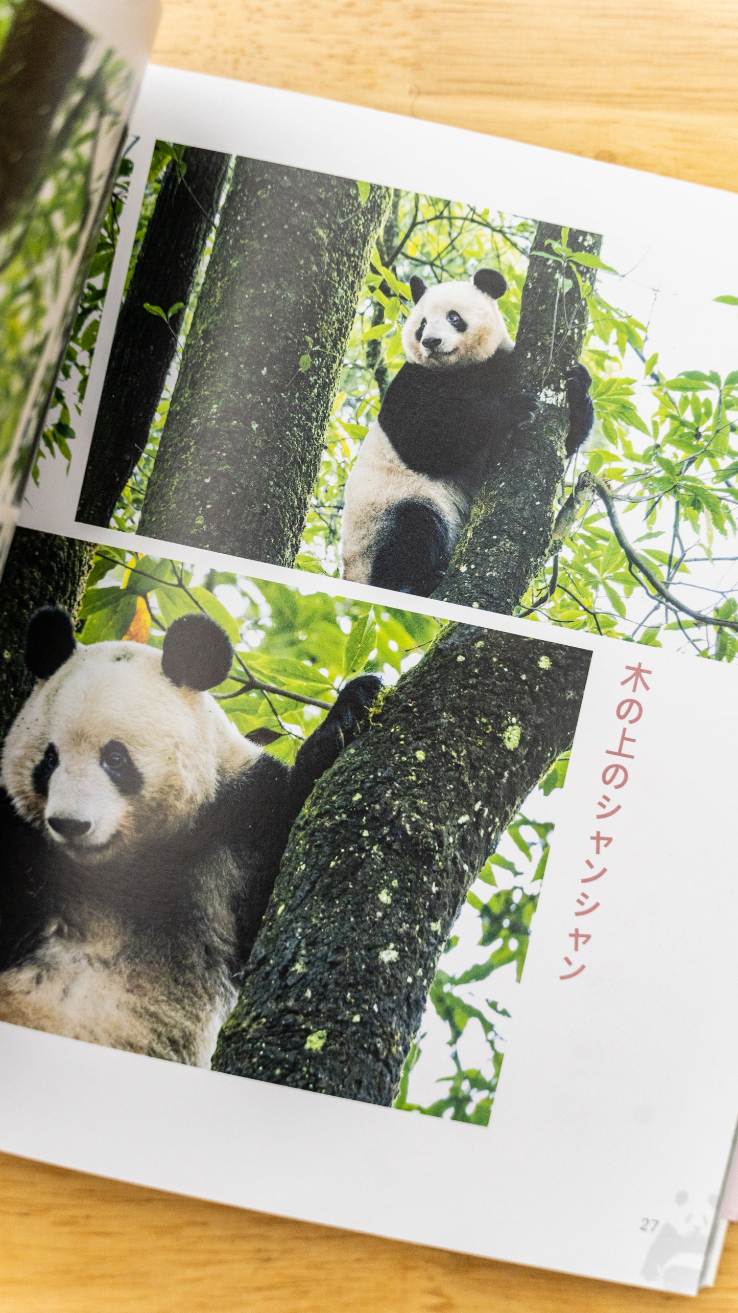 『シャンシャン日和』春号発刊！