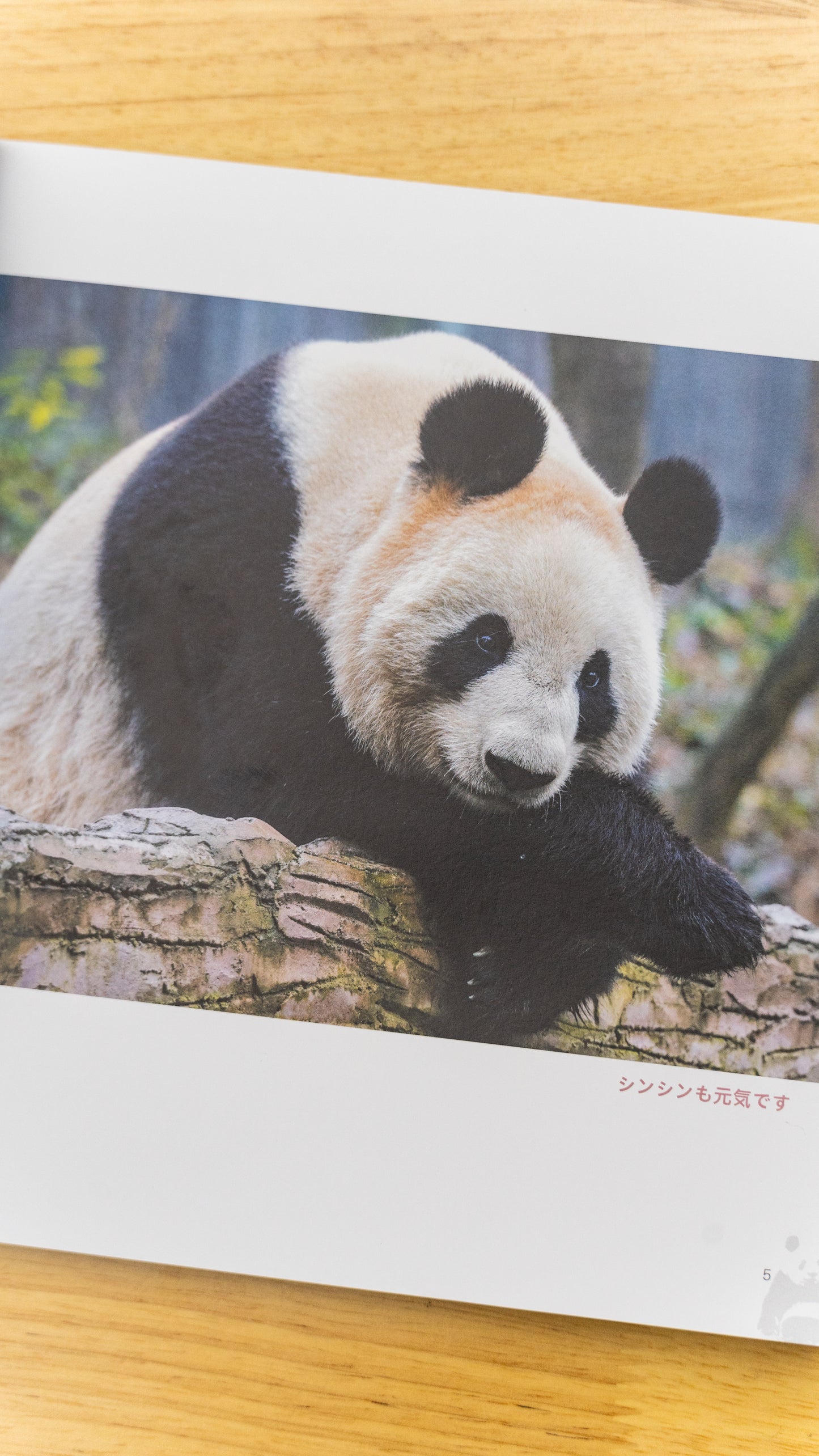 『シャンシャン日和』春号発刊！